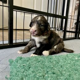 Hunter - Orange - Blue Merle Boy - Aussiedoodle puppy from Doodle Dandy