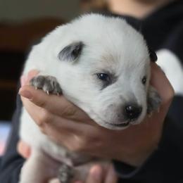 Grant - Red speckled male Australian Cattle Dog puppy in Rhoadesville, Virginia from Rosewood Farms Australian Cattle Dogs