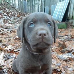 Boy 1 - Chocolate male Labrador Retriever puppy in Belchertown, Massachusetts from C Eastons Chocolate Lab - All pups are spoken for this litter