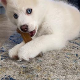 Pomsky Puppies from Ocean State Pomskies