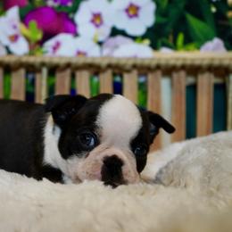 Boston Terrier Puppies from Piper Hill Bostons