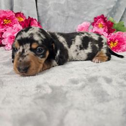 Queenie - Dapple female Dachshund puppy in Florence, Arizona from Doxie Town Az