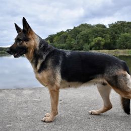 German Shepherd All Grown Up from Diamond Peak German Shepherds