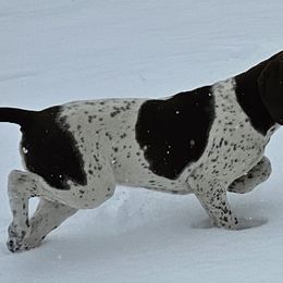 Peanut - White and liver German Shorthaired Pointer puppy in Bartlett, Tennessee from Pickett's Pride