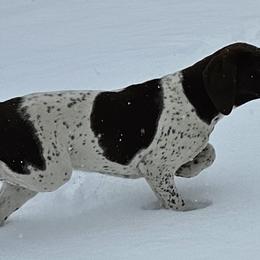 Peanut - White and liver German Shorthaired Pointer puppy in Bartlett, Tennessee from Pickett's Pride