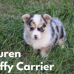 Lauren - Blue merle and white female American Corgi puppy in Stilwell, Oklahoma from Barton Farms Corgis