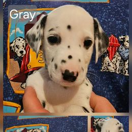 Gray - White and black male Dalmatian puppy in Adamstown, Maryland from Sprinkled with Hearts Dalmatians