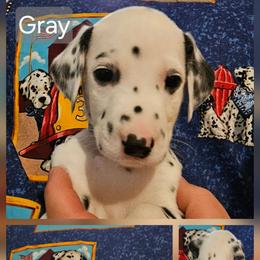Gray - White and black male Dalmatian puppy in Adamstown, Maryland from Sprinkled with Hearts Dalmatians