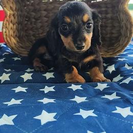 Darwin - Black and tan male Dachshund puppy in Hudson, Michigan from Mittentail Kennel Miniature Dachshunds & Australian Shepherds