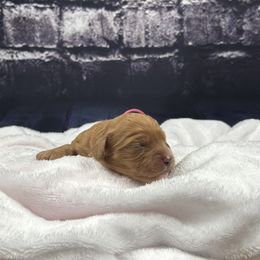 Marie - Red female Cavapoo puppy in Lancaster, Missouri from Cavapoo Acres