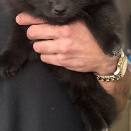 Pomeranian Puppies from Nicholas Teutsch