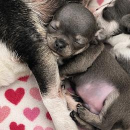 Cody Blue Tri 6000 - Blue and tan male Chihuahua puppy in Huntington Beach, California from Amy’s Chihuahuas