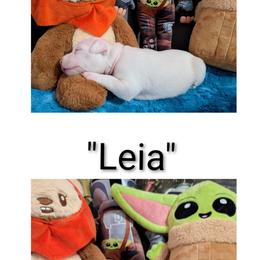American Staffordshire Terrier Puppies from Natasha Huling