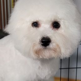 Brooklyn - Bichon Frise