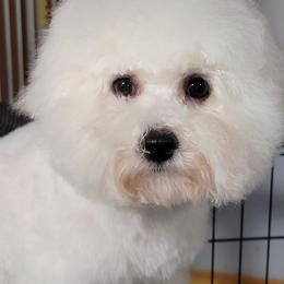 Brooklyn - Bichon Frise