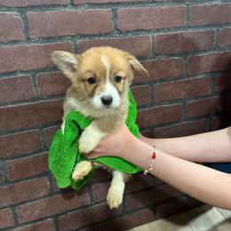 Roger - Red male Pembroke Welsh Corgi puppy in Delton, Michigan from CorGizmo