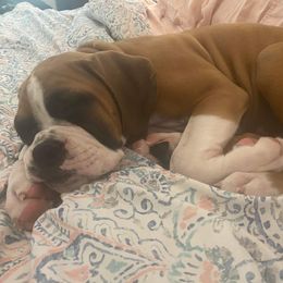 Boxer Puppies from Boxer Blessings Kennel