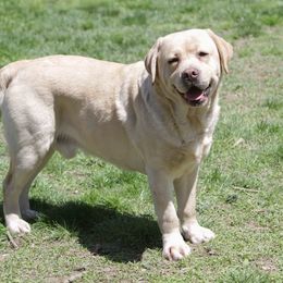 Charger - Labrador Retriever