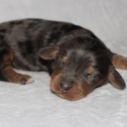 Bunny - Dapple Dachshund puppy in Paris, Texas from Kuttin’ Up Mini Aussies
