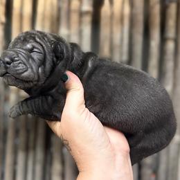 Willey - Black female Chinese Shar-Pei puppy in Lehigh Acres, Florida from Florida Wrinkles