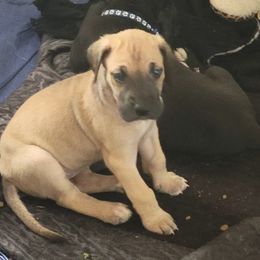 Girl 1 Yellow - Fawn Great Dane puppy in Enumclaw, Washington from Lord's Danes