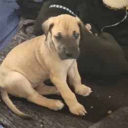 Girl 1 Yellow - Fawn Great Dane puppy in Enumclaw, Washington from Lord's Danes