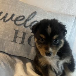 Australian Shepherd Puppies from Aussies Lunay