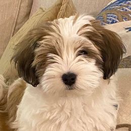 Havanese from Guys & Dolls of La Brisa Havanese