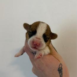 Red girl 1 - Red female Pembroke Welsh Corgi puppy in Chubbuck, Idaho from Sunny J Corgis and Mini Americans