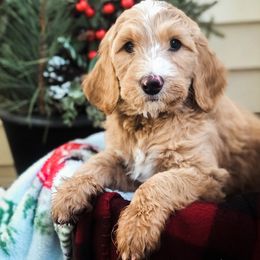 Goldendoodle Puppies from DeerCreek Doodles