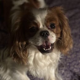 Cavalier King Charles Spaniel Puppies from Family first cavaliers