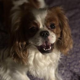 Cavalier King Charles Spaniel Puppies from Family first cavaliers