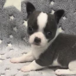 Chihuahuas from iLuvChihuahuas