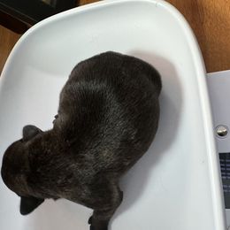 French Bulldog All Grown Up from Pipsters