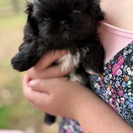 Girl 2 - Black female Pekingese puppy in Clinton, Tennessee from Gracelands Pekingese