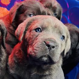 Cane Corso Puppies from Venom Cane Corsos