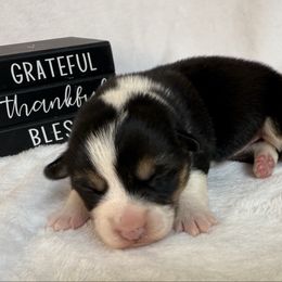 Girl 1 - Black and white female American Corgi puppy in Scottown, Ohio from Wyndy Ridge Corgis
