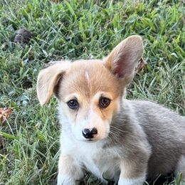 Freedom - White and red male Pembroke Welsh Corgi puppy in Jenkinsburg, Georgia from Red Elephant Farms
