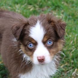 Cirroc - Red tri-color female Miniature American Shepherd puppy in Tiskilwa, Illinois from First Harmony Farms