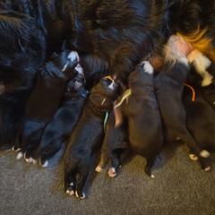 Bernese Mountain Dog puppies from Emma-Mada's Old Thyme Berners