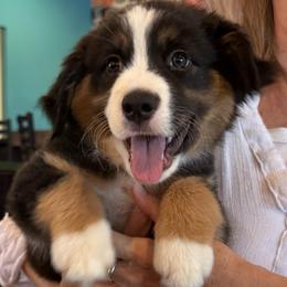 Tide - Black tri male Miniature American Shepherd puppy in Phoenix, Arizona from Outlaw Minis