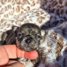 Lushie - Fawn brindled black female Chihuahua puppy in Amity, Pennsylvania from Baxters Chihuahuas