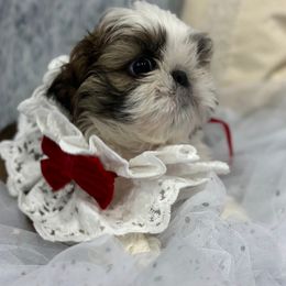 Shih Tzu Puppies from Bay Area Shih Tzu