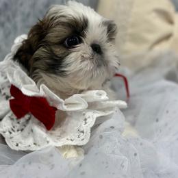 Shih Tzu Puppies from Bay Area Shih Tzu