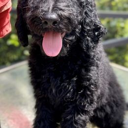 Poppy - Double Doodle puppy in Bonita Springs, Florida from Doodle Den SWFL