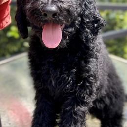 Poppy - Double Doodle puppy in Bonita Springs, Florida from Doodle Den SWFL