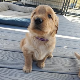 Golden Retriever Puppies from Emma's Golden Puppers