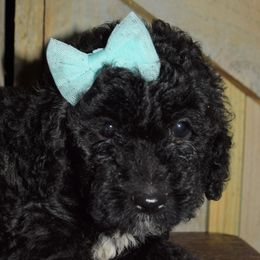 Pocket - Goldendoodle