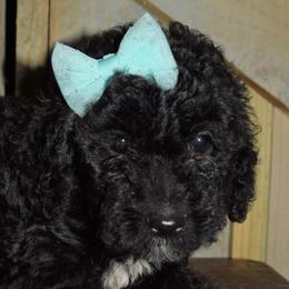 Pocket - Goldendoodle