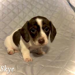 Skye - Piebald female Dachshund puppy in Aiken, South Carolina from State Eight Dachshunds